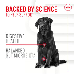 Digestive Supplement Soft Chews for Adult Dogs