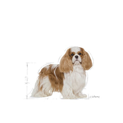 Cavalier King Charles Adult Dry Dog Food