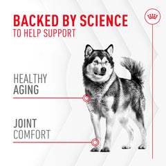 Joint Supplement Soft Chews for Adult Dogs